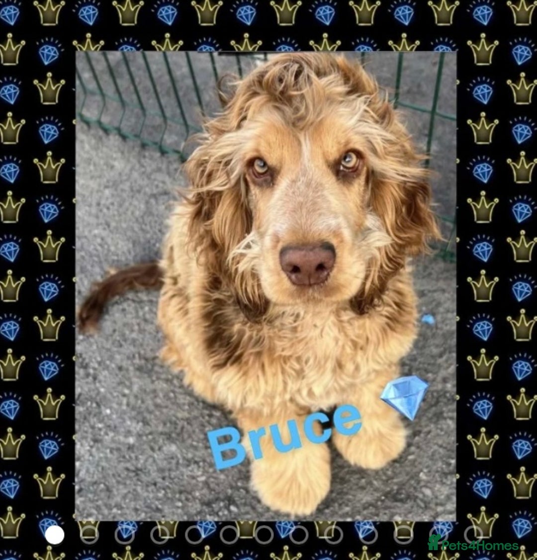 Cocker Spaniel dogs for sale: Cocker Spaniel Litter Due 🐾 - Advert 15