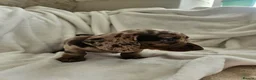 Dachshund dogs for sale: 🐶Chocolate & Cream Dachshund for Sale 🐶 - Advert 4