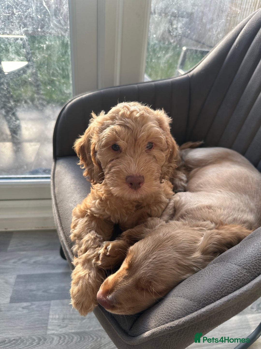 Cockapoo dogs for sale: Cockapoo Puppies - 1 Boy - 1 Girl - Ready to Go  - Image 1