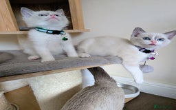 Ragamese cats for sale: 🐾💎Ragdoll X Siamese (Ragamese) Kittens💎🐾 - Image 3