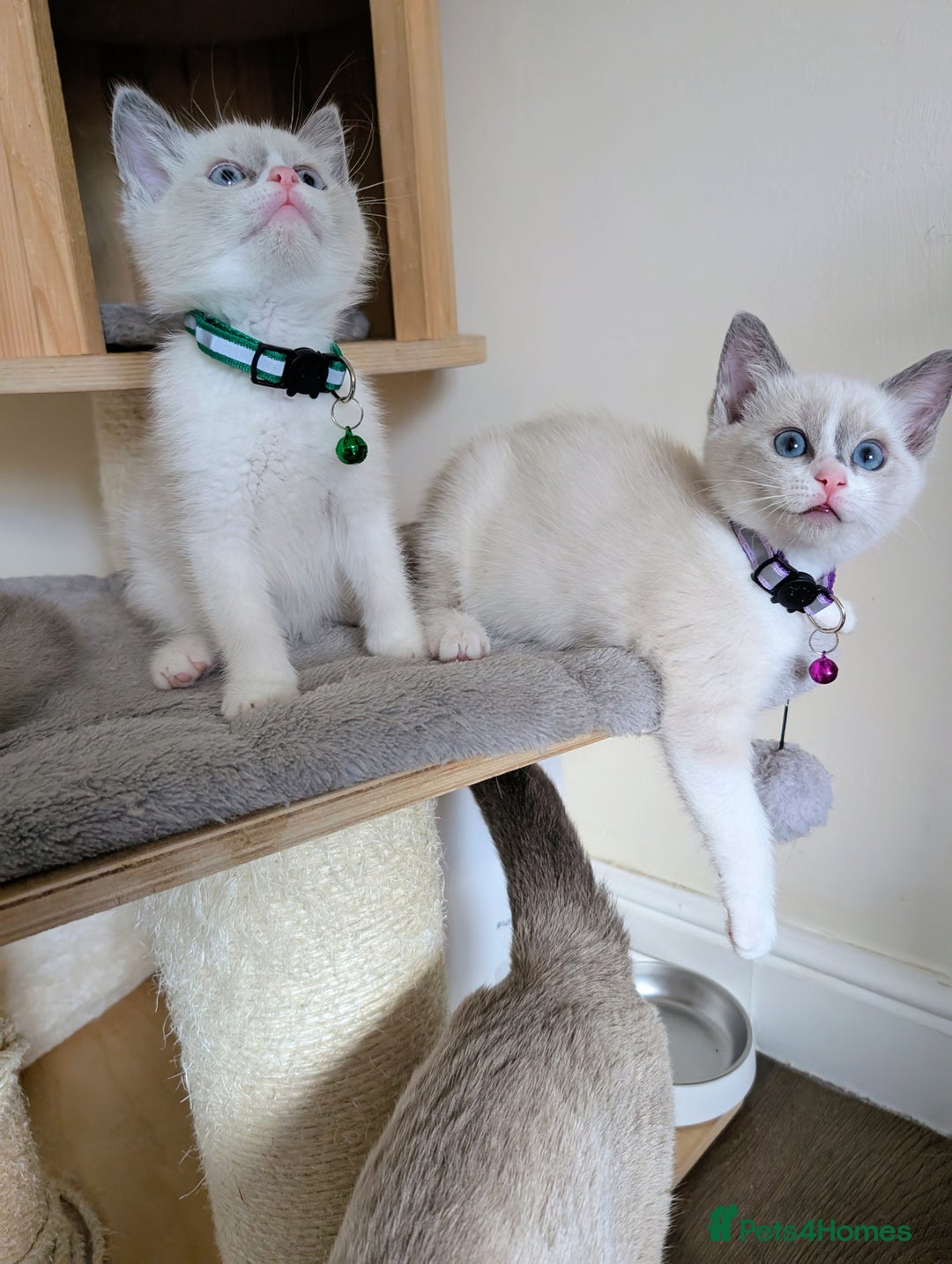 Ragamese cats for sale: 🐾💎Ragdoll X Siamese (Ragamese) Kittens💎🐾 - Image 3