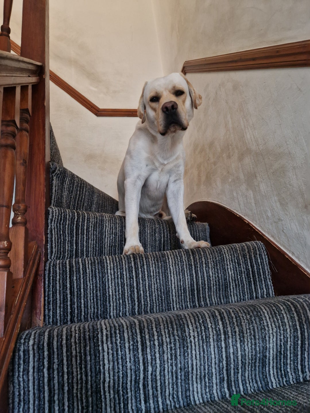 Labrador Retriever dogs for stud: Yellow/ gold labrador for the stud!!! in Thornton Heath - Advert 10