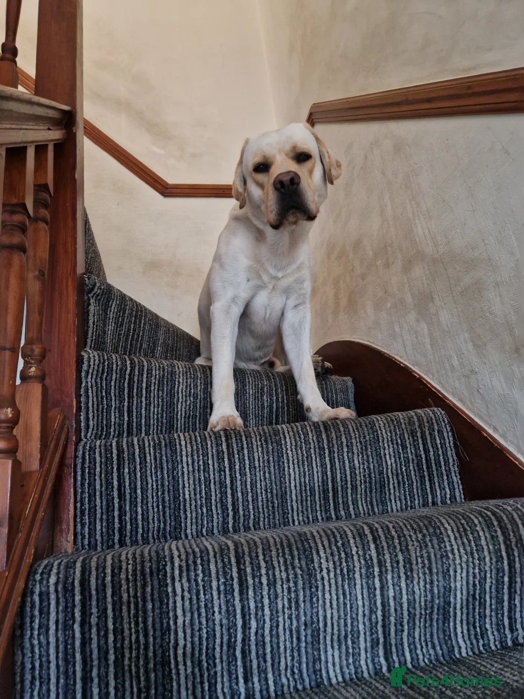 Labrador Retriever dogs for stud: Yellow/ gold labrador for the stud!!! in Thornton Heath - Advert 10