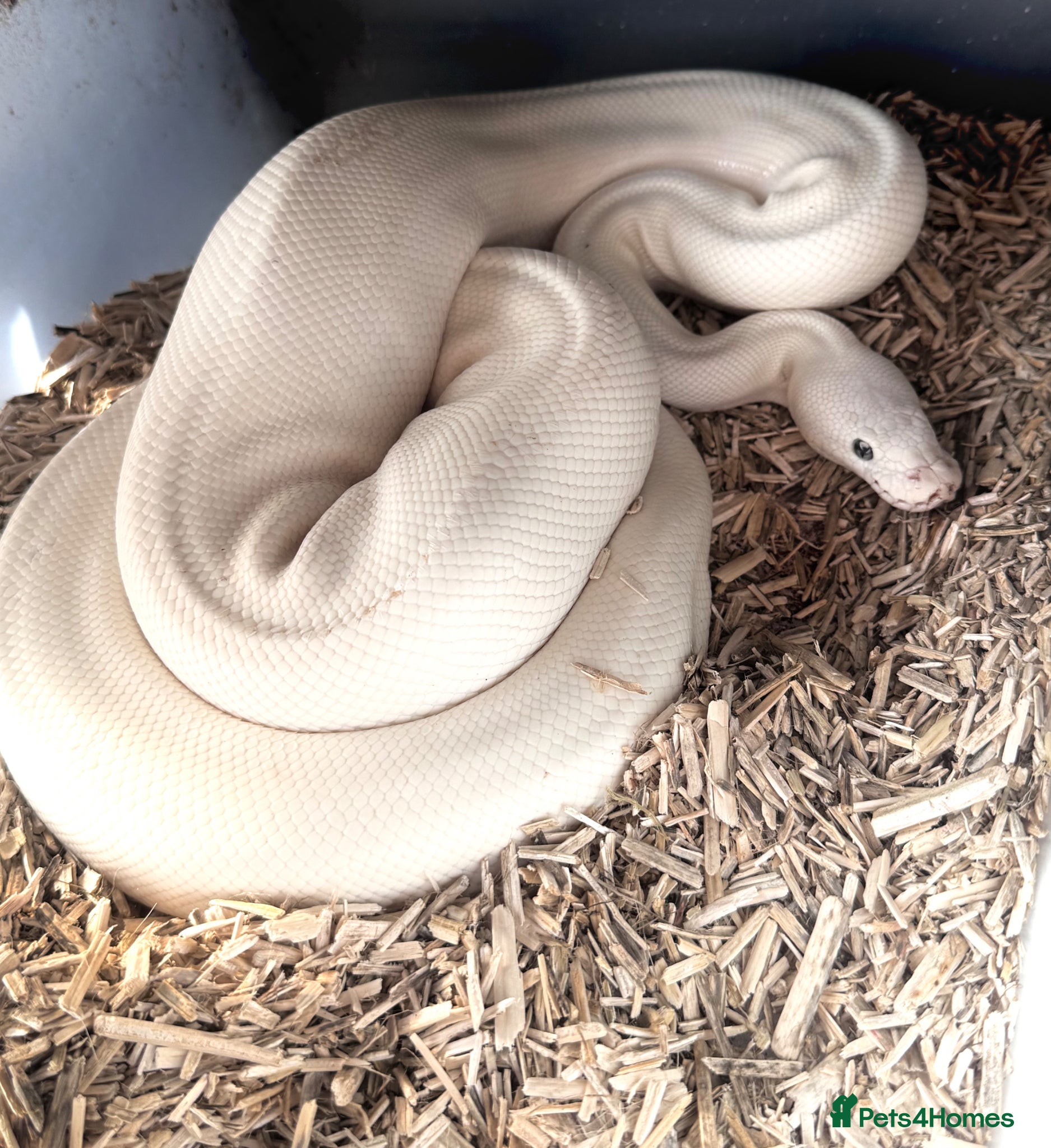 Python Snake reptiles 6 friendly Ball Royal Python sale - Advert 10