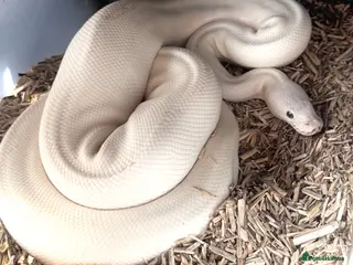 Python Snake reptiles 6 friendly Ball Royal Python sale - Advert 10