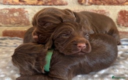 Cocker Spaniel dogs for sale: Kennel club registered males  - Image 7