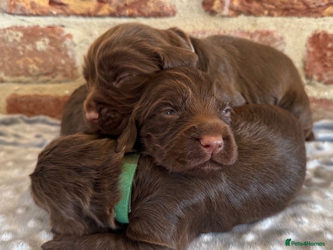 Cocker Spaniel dogs for sale: Kennel club registered males  - Image 7