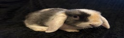 Mini Lop rabbits for sale: Mini lops  - Advert 10