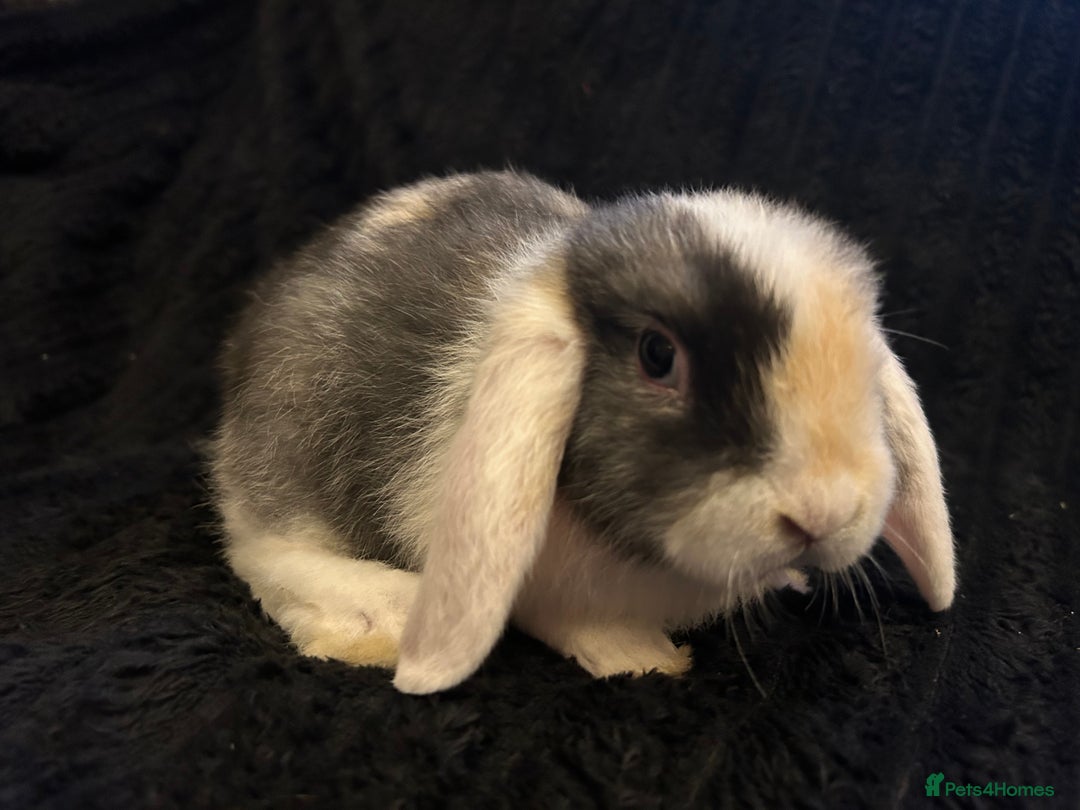 Mini Lop rabbits for sale: Mini lops  - Advert 10