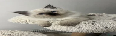 Seal point boy 