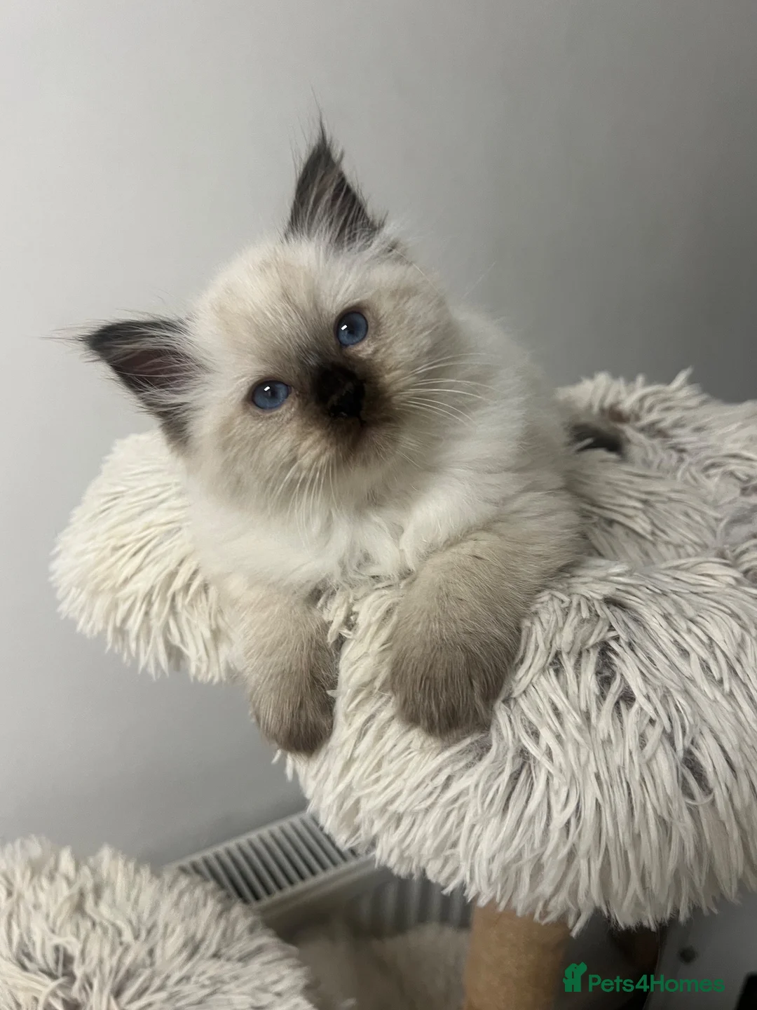 Ragdoll cats for sale: 2 ragdoll boys left & ready to go now 😊 - Advert 2