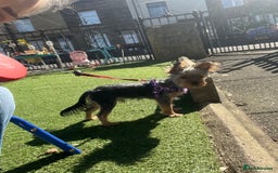 Yorkshire Terrier dogs for stud: Majlo - Image 2
