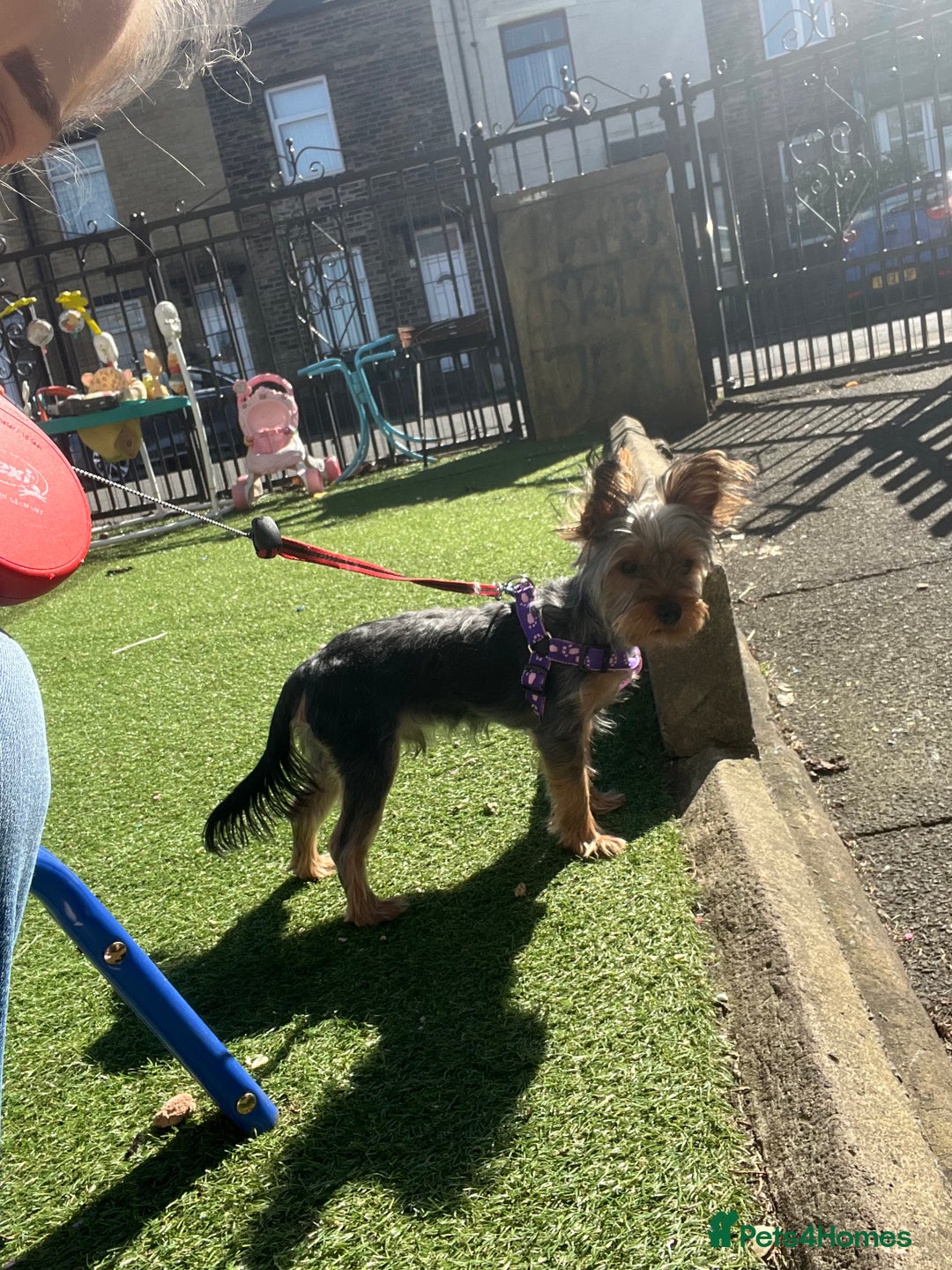 Yorkshire Terrier dogs for stud: Majlo - Image 2