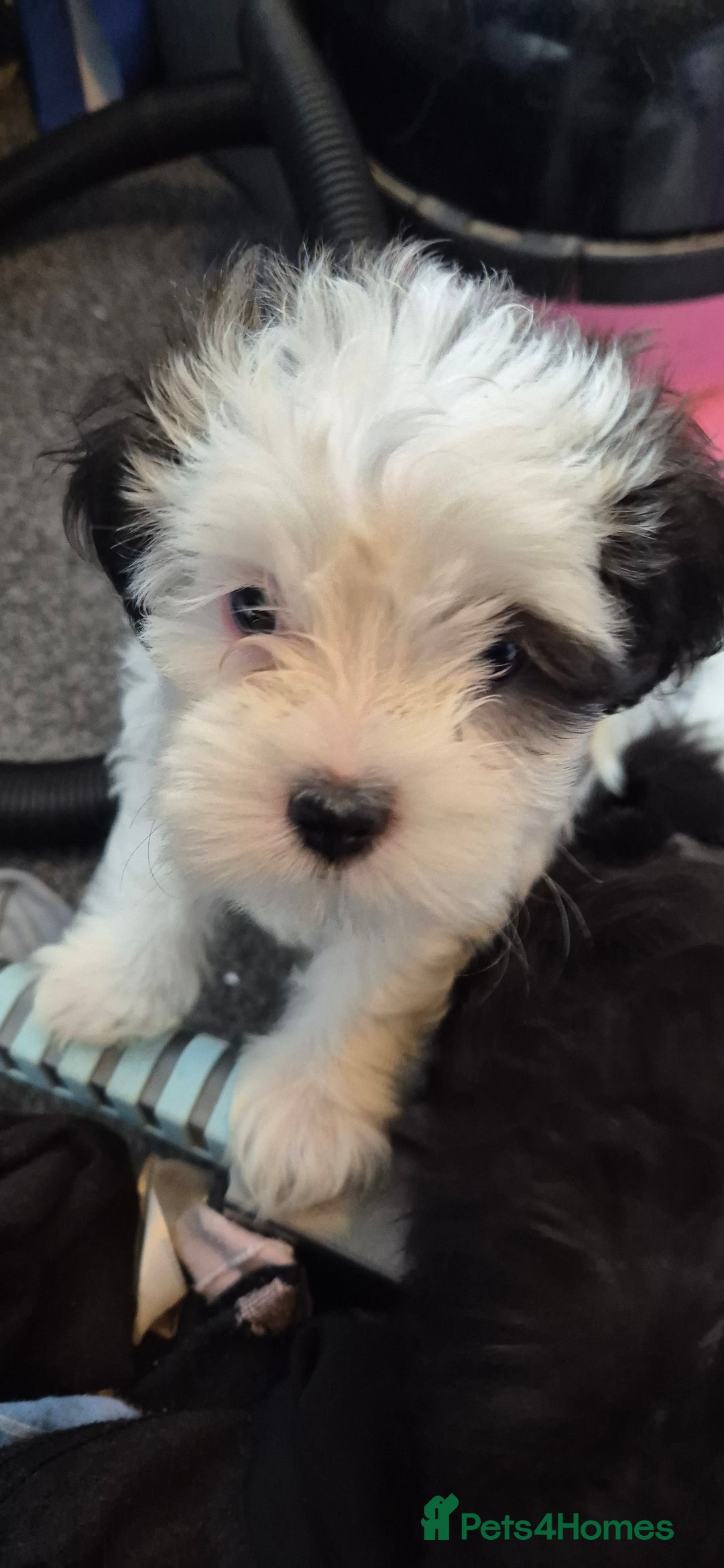 Maltipoo dogs for sale: shipoo puppies reduced READY NOW in Derby - Image 7