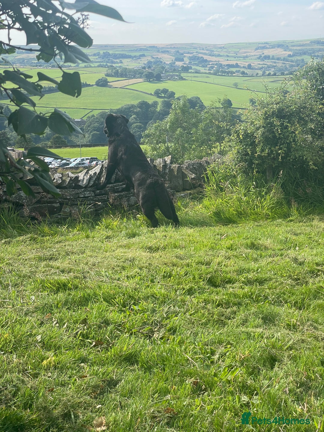 Labrador Retriever dogs for sale: Fully innoculated  show type black female  in Halifax - Image 8