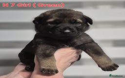 German Shepherd dogs for sale: German Shepherd puppies  - Advert 22