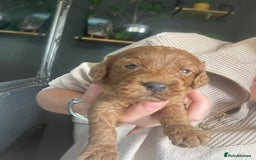 Cavapoo dogs for sale: F1b cavapoos  - Image 5