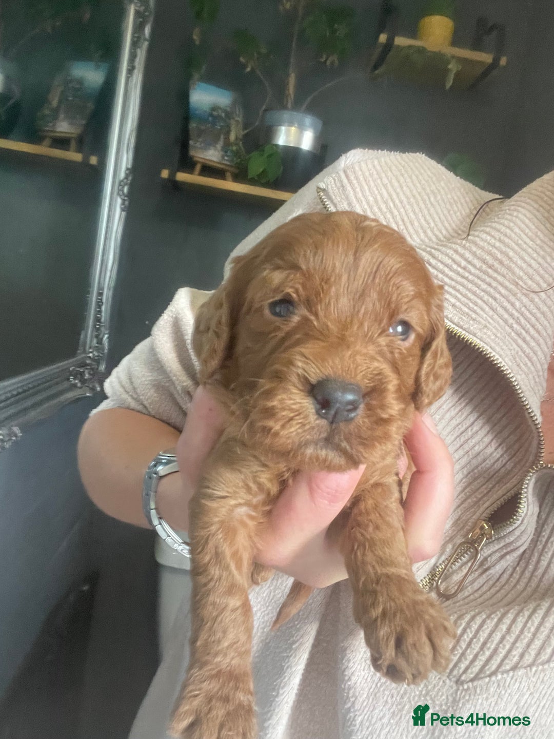 Cavapoo dogs for sale: F1b cavapoos  - Image 5