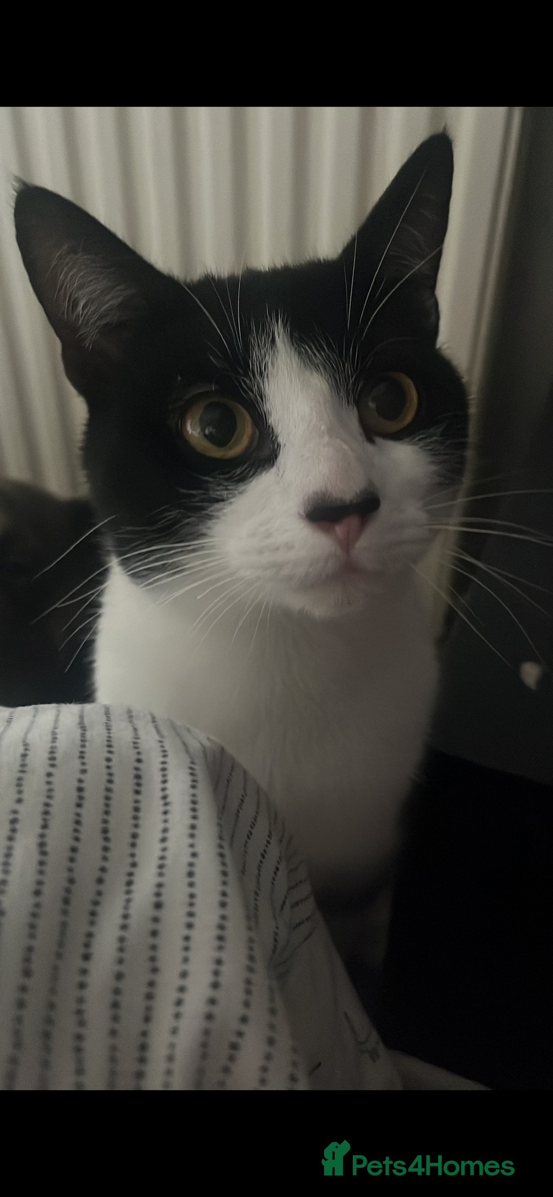 Mixed Breed cats for sale: Male cat 1 year 3 months  - Advert 1