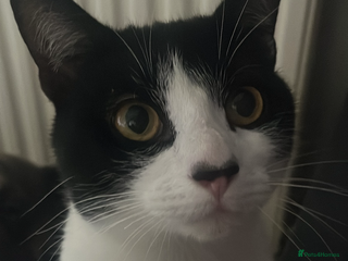 Mixed Breed cats Male cat 1 year 3 months - Advert 2