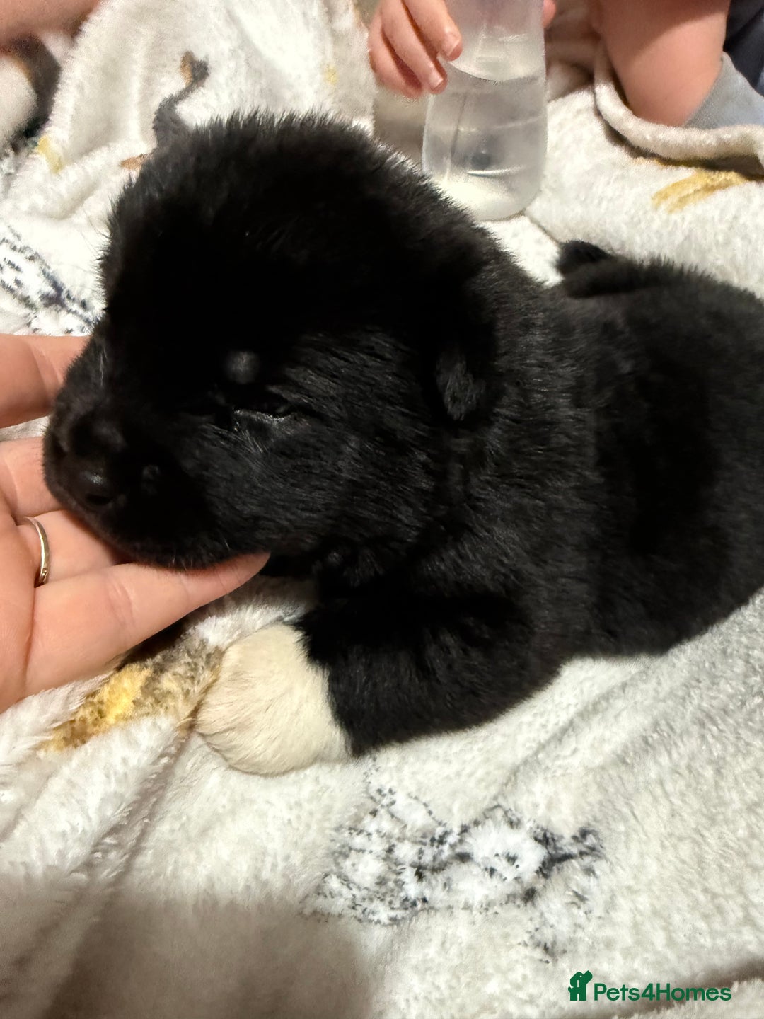 Akita dogs for sale: Big bear head full American Akitas  - Advert 4