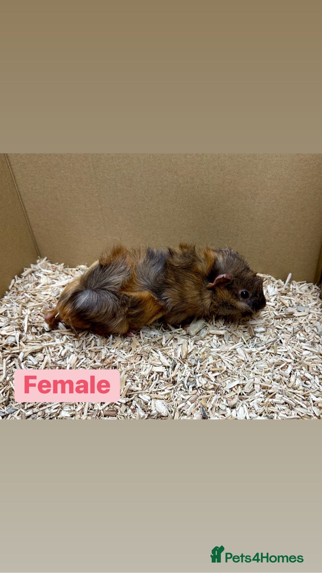 Guinea Pig rodents Young guinea pigs  - Advert 1