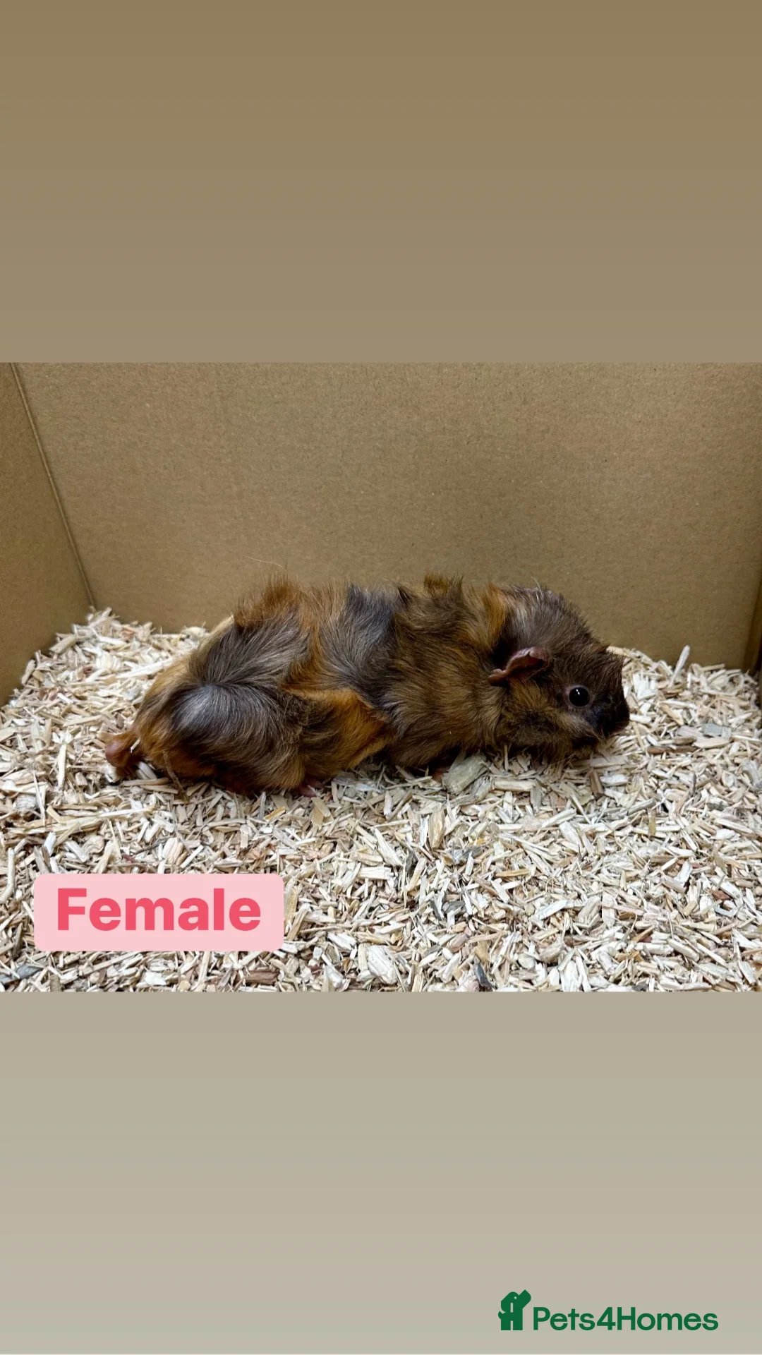 Guinea Pig rodents for sale: Young guinea pigs  - Advert 1