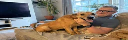 Mixed Breed dogs for adoption: Blue for adoption in London - Advert 7