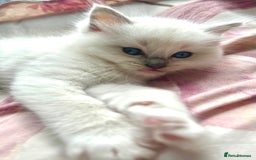 Ragdoll cats for sale: GCCF registered Blue mitted Ragdoll kittens - Image 4