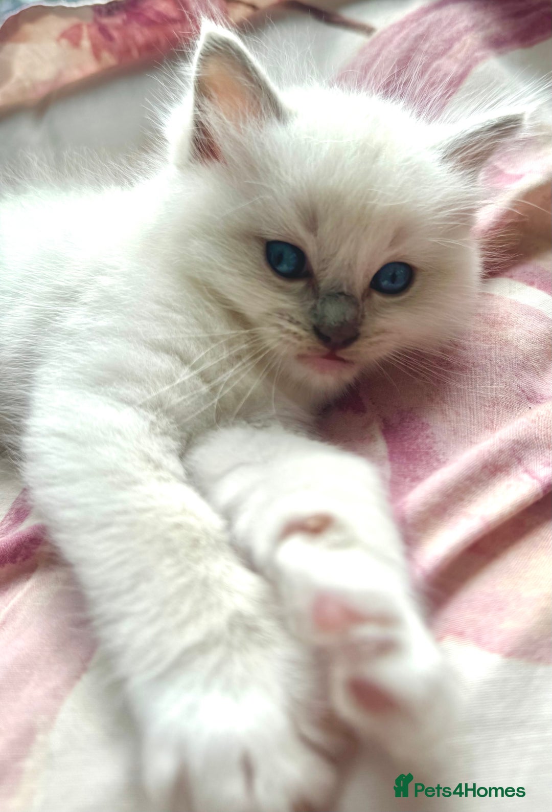 Ragdoll cats for sale: GCCF registered Blue mitted Ragdoll kittens - Image 4