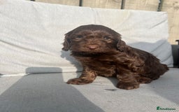 Cockapoo dogs for sale: ** READY NOW DNA health tested Cockapoos  ** - Image 2