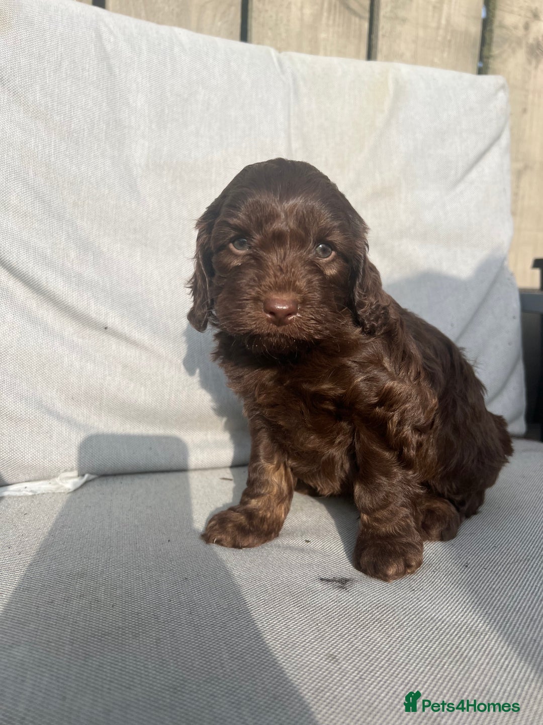 Cockapoo dogs for sale: ** READY NOW DNA health tested Cockapoos  ** - Image 2