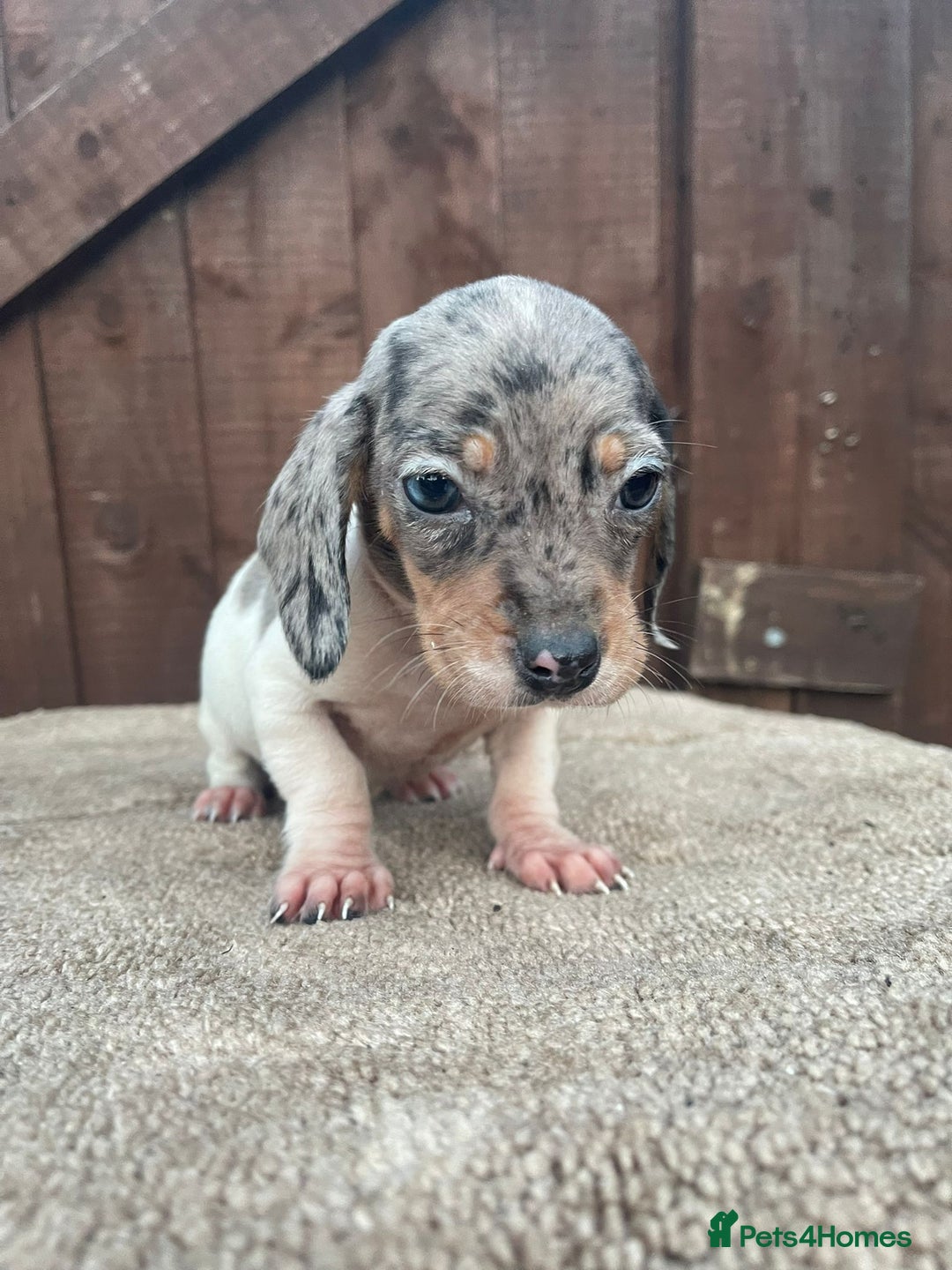 Dachshund dogs for sale: 3 beautiful dachshund puppies for new home!!!! - Advert 7