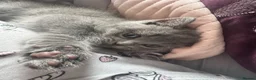 British Shorthair cats for sale: Beautiful British blue babies  - Advert 3