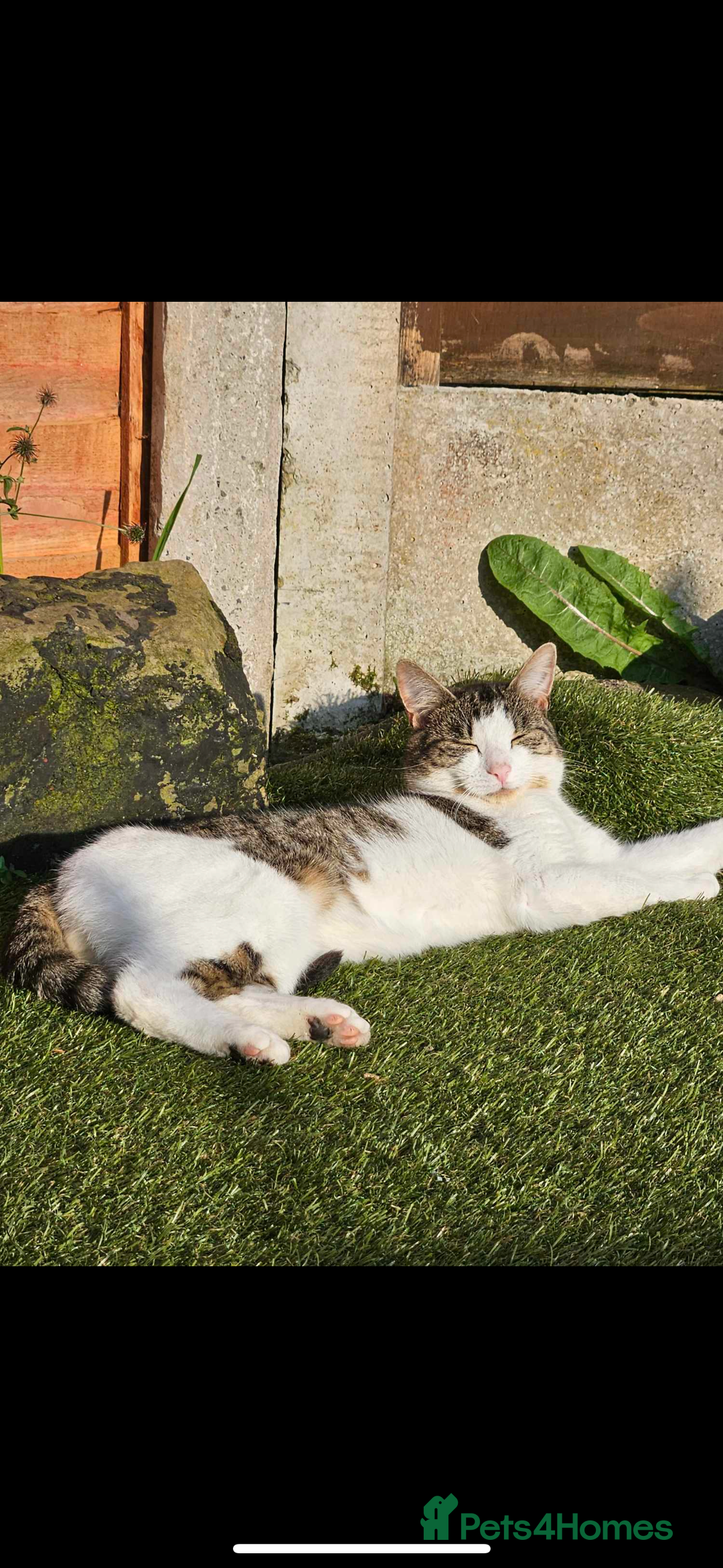 Domestic Shorthair cats for sale: Beautiful Tabby boy - Image 6