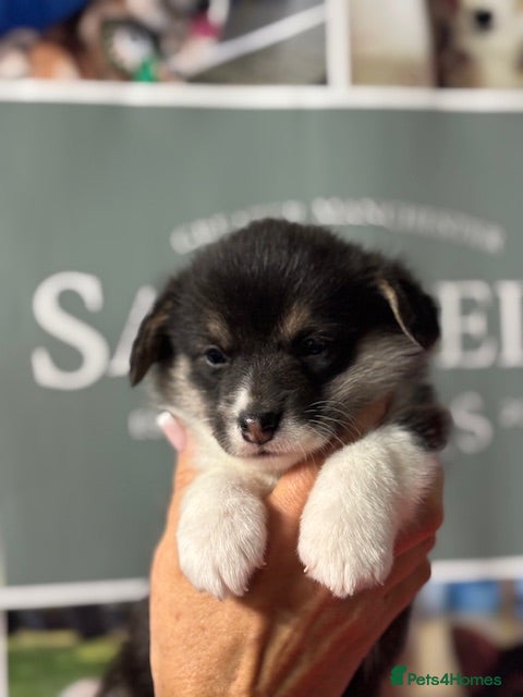 Welsh Corgi Pembroke dogs Tri coloured quality pedigree puppies available - Advert 1