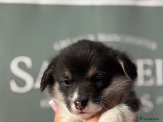 Welsh Corgi Pembroke dogs Tri coloured quality pedigree puppies available - Advert 1