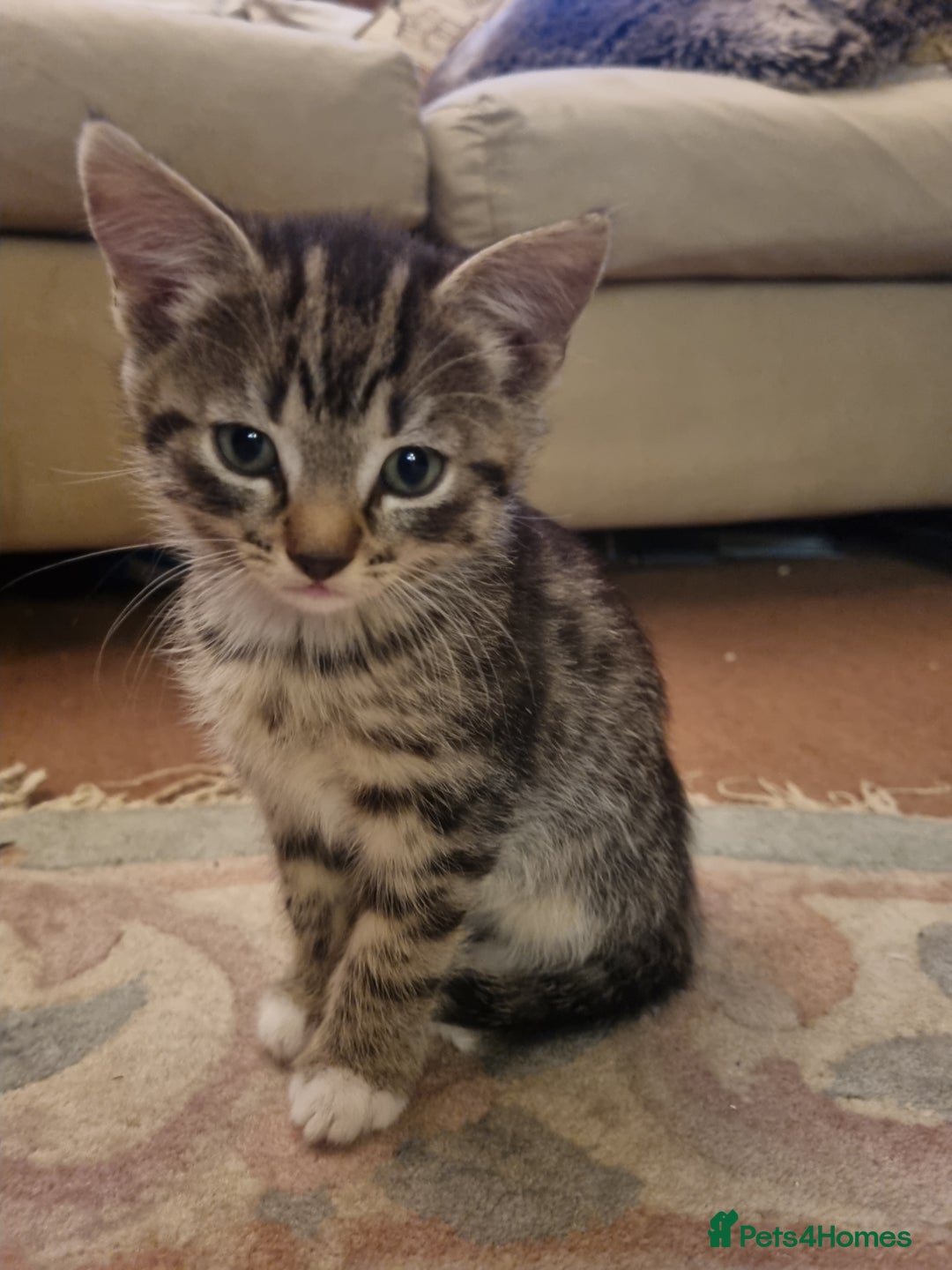 British Longhair cats for sale: Lovely sociable kittens - Advert 2