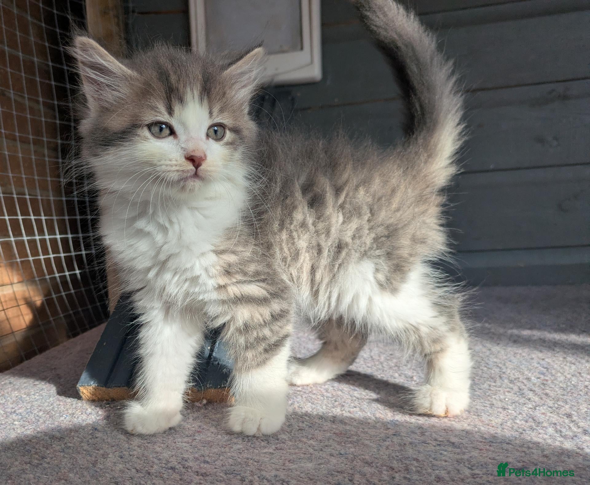 Maine Coon cats !!READY NOW last Boy!! - Advert 16