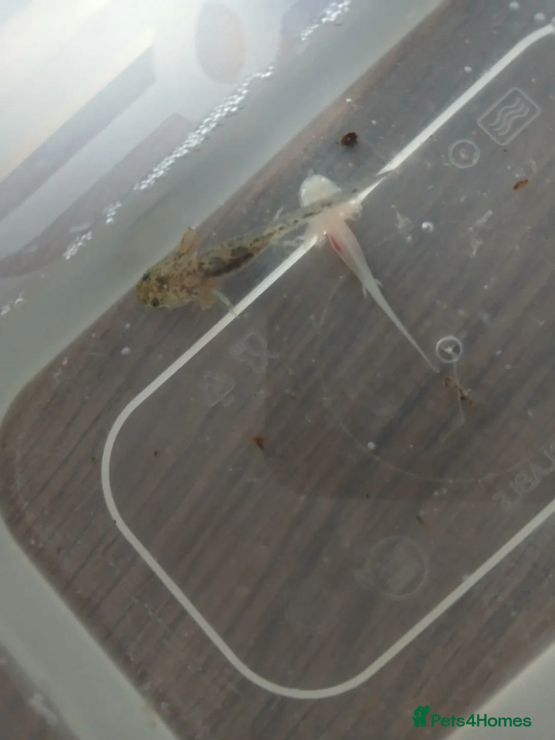 Axolotl reptiles for sale: Axolotl hatchlings - Advert 3
