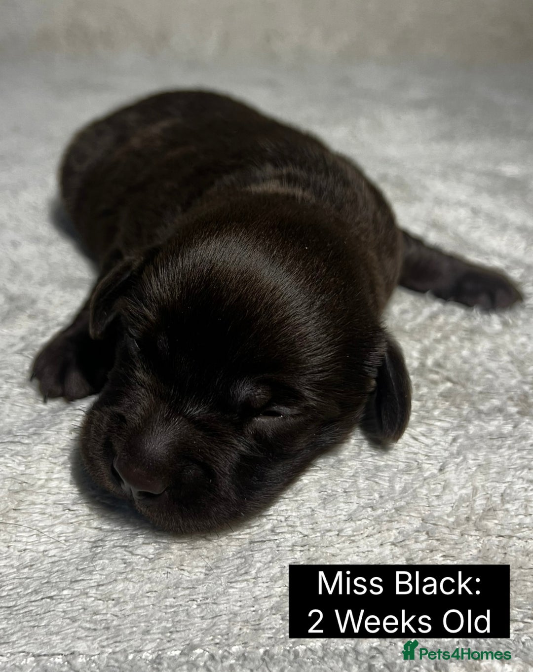 Labrador Retriever dogs for sale: 🖤🤎Superb, Kc Reg, Health Tested, Lab Pups🤎🖤 - Advert 16