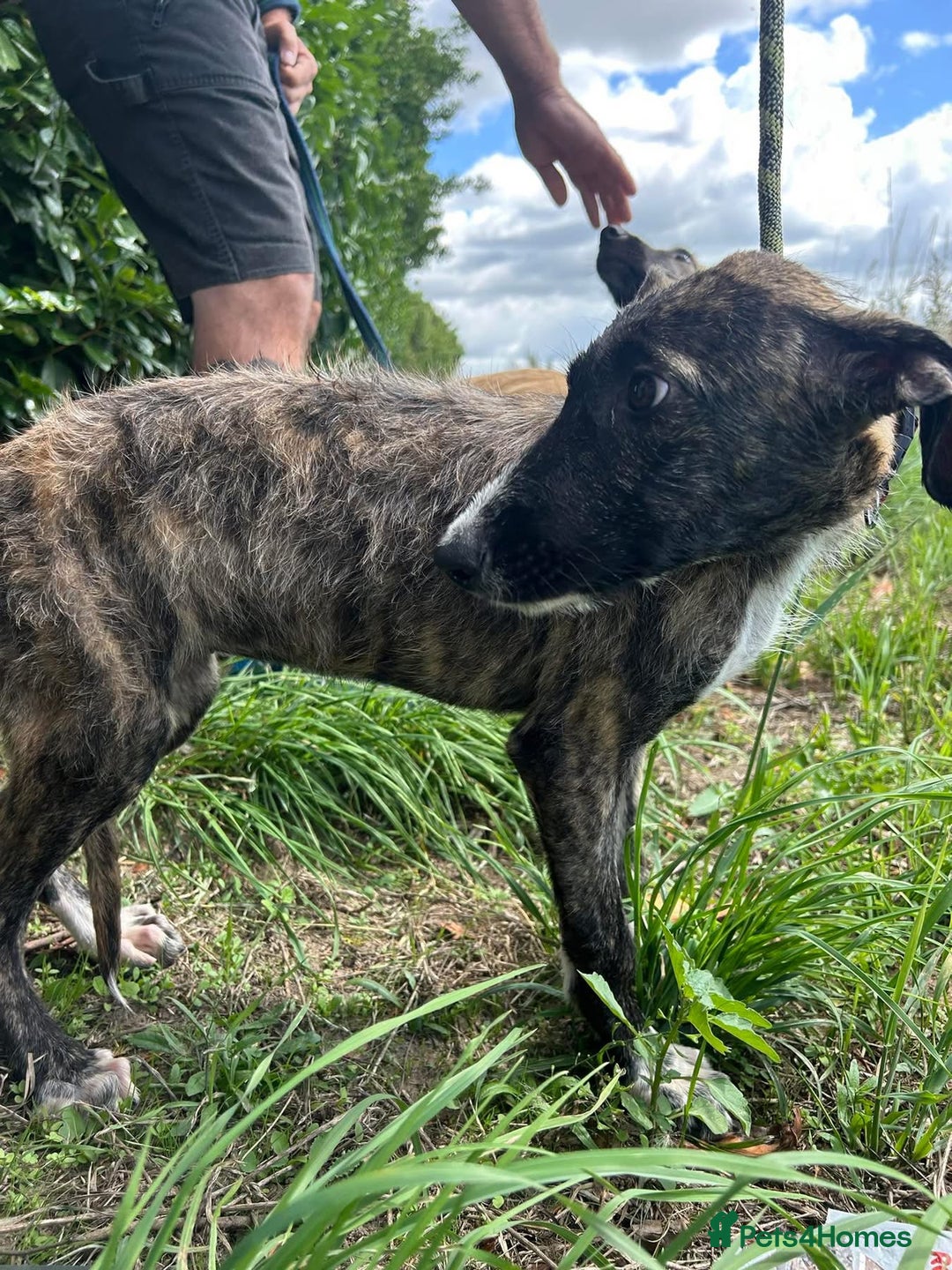Mixed Breed dogs for adoption: Myrtle - Norwich Norfolk  - Image 10