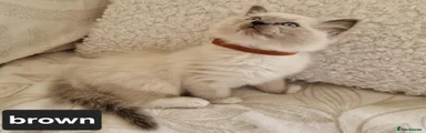 Ragdoll 1