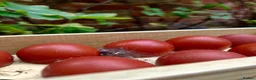 Chickens poultry for sale: Marsbar/Olive Egger Hatching Eggs - Advert 1