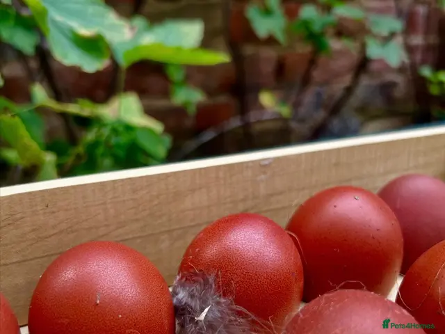 Chickens poultry for sale: Marsbar/Olive Egger Hatching Eggs - Advert 4