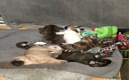 Mixed Breed dogs for sale: Puppies for sale  - Image 1
