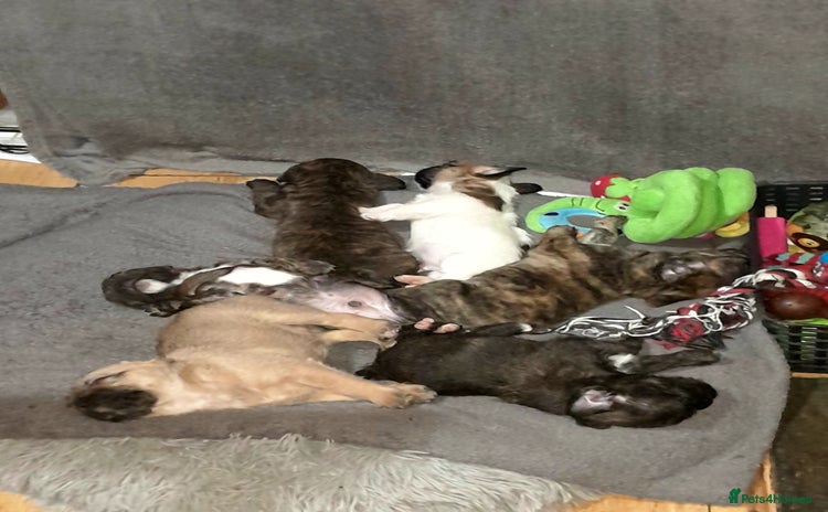 Mixed Breed dogs - Advert 1