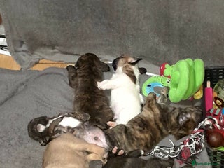 Mixed Breed dogs - Advert 30