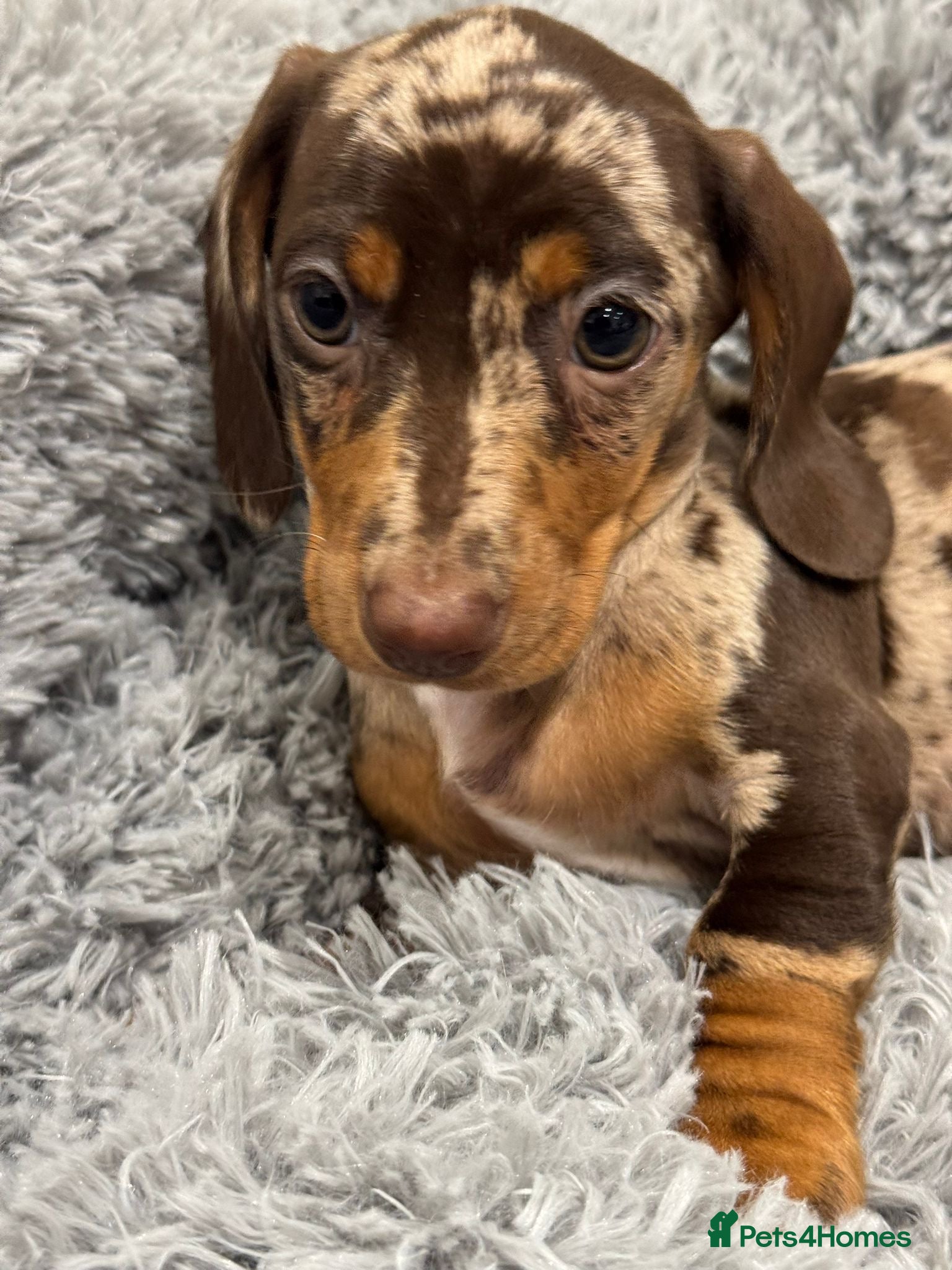 Miniature Dachshund dogs Ready to leave! 2 miniature dachshund puppies - Advert 3