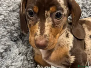 Miniature Dachshund dogs Ready to leave! 2 miniature dachshund puppies - Advert 3